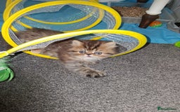 Persian cats for sale: Adorable pure Persian  - Image 4