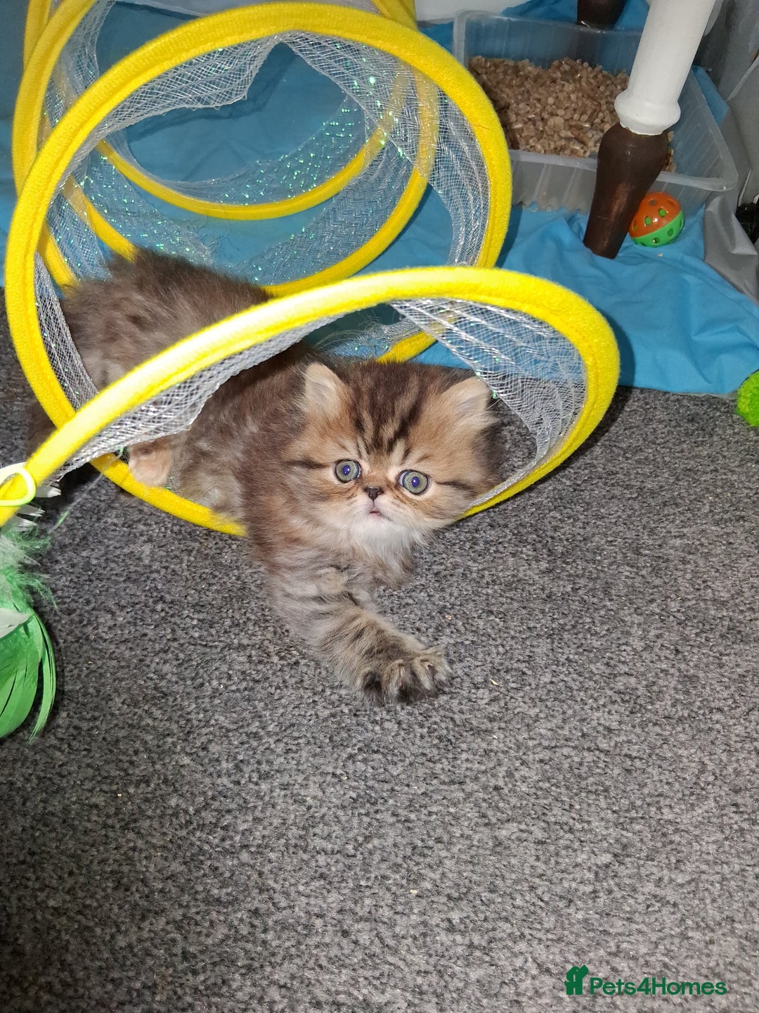 Persian cats for sale: Adorable pure Persian  - Image 4