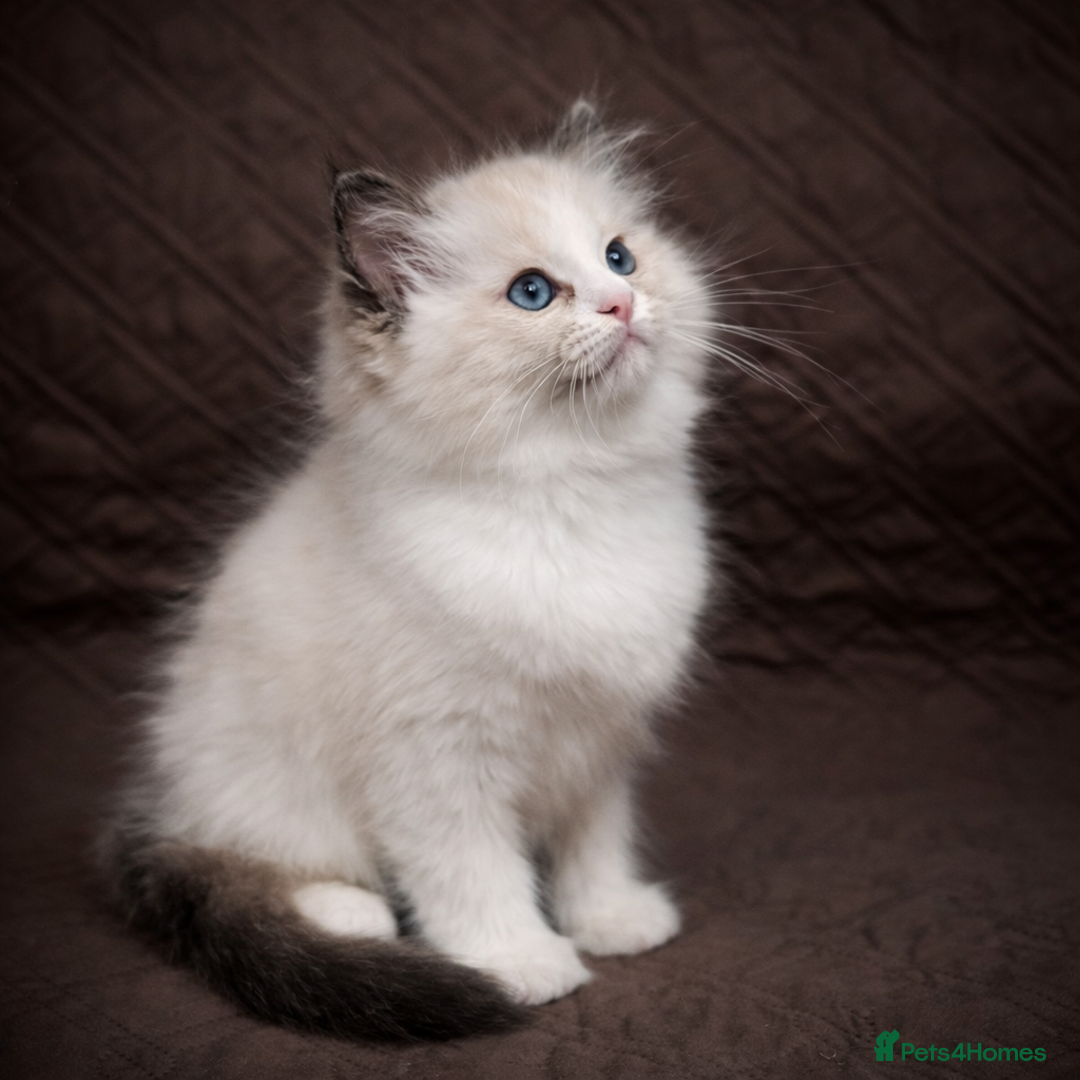 Ragdoll cats for sale: GCCF Registered Ragdoll Kittens Available  - Advert 8