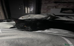 British Longhair cats for sale: Seb- British shorthair - Image 7
