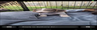 Miniature Dachshund Puppy 4