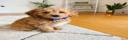 Goldendoodle dogs for stud: Proven Miniature Goldendoodle Stud – Noah 🐾 in London - Advert 28