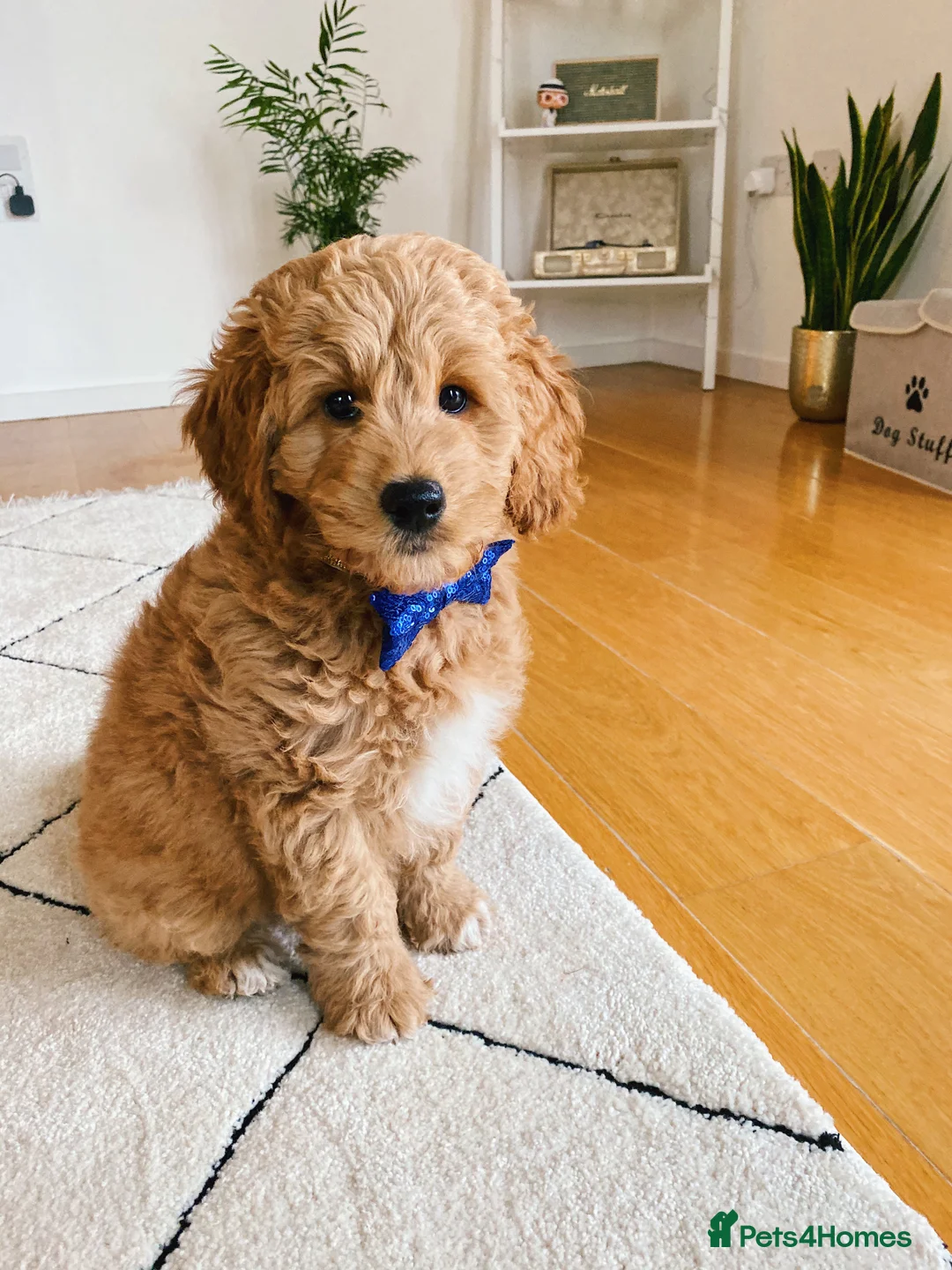 Goldendoodle dogs for stud: Proven Miniature Goldendoodle Stud – Noah 🐾 in London - Advert 28
