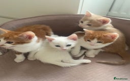 Mixed Breed cats for sale: Sweet Little Kittens Ready Soon - Advert 3
