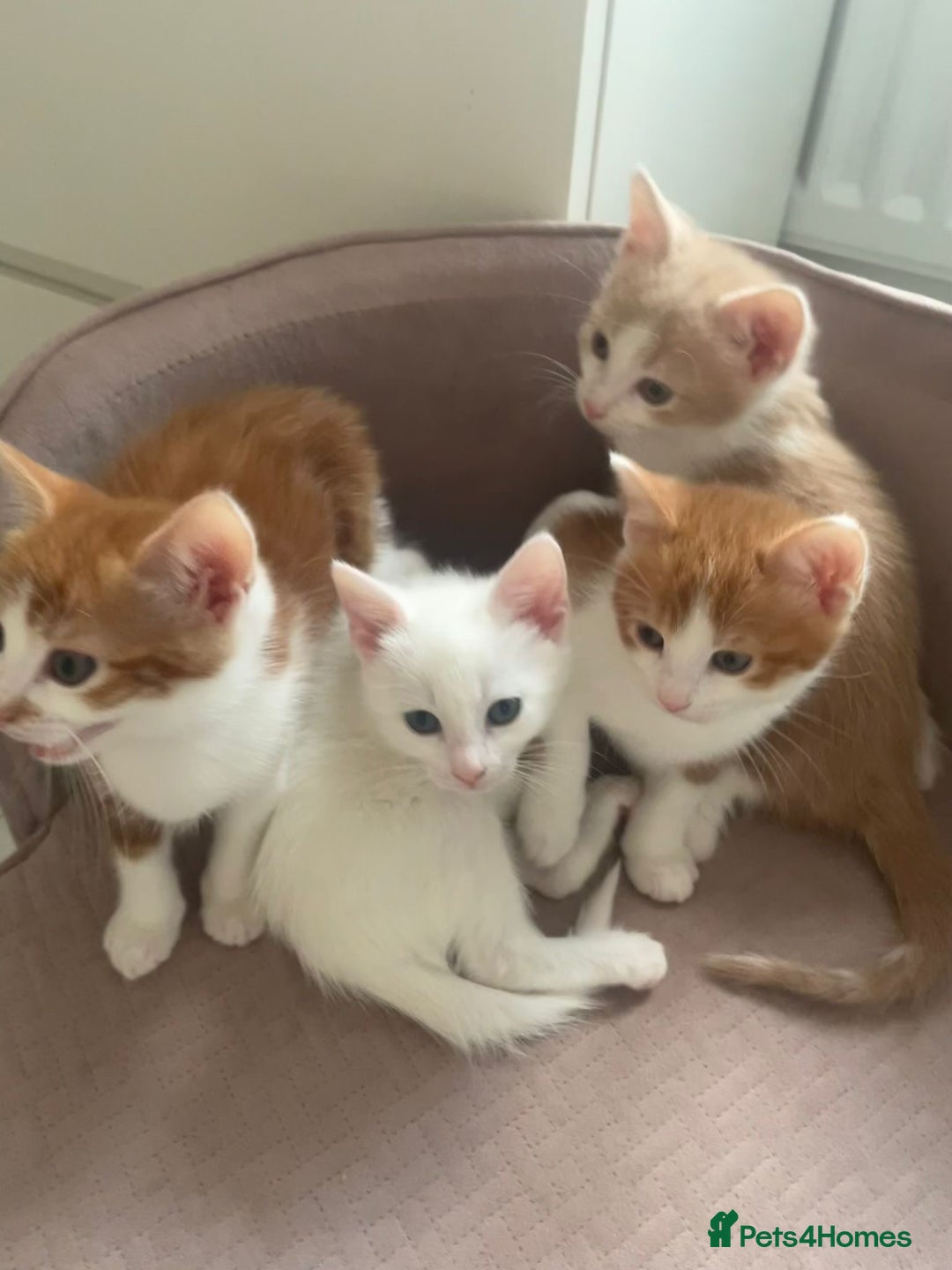 Mixed Breed cats for sale: Sweet Little Kittens Ready Soon - Advert 3