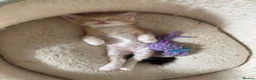 Maine Coon cats for sale: GCCF Maine Coone kittens, tested, vacc, vet check - Advert 19