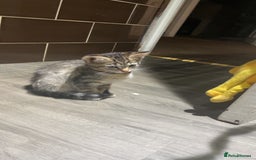 Mixed Breed cats for sale: 4 stunning tabby kittens - Image 17