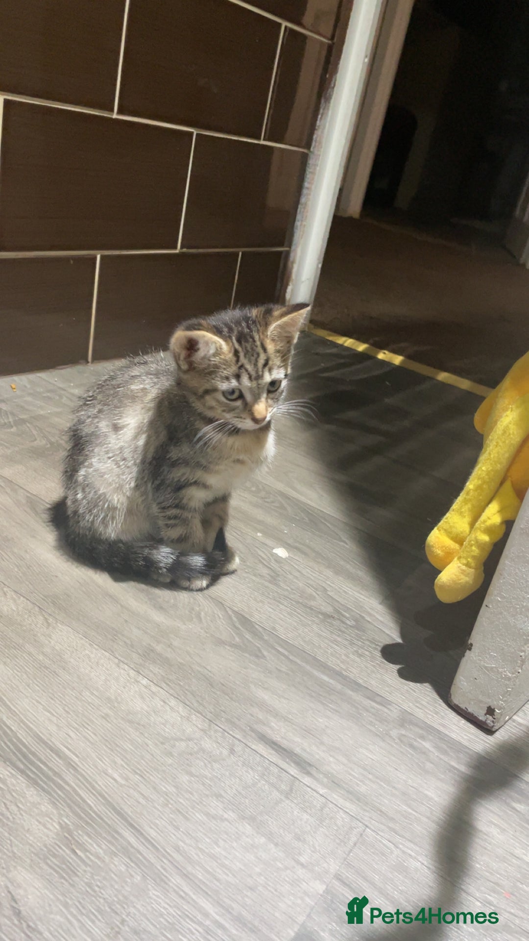 Mixed Breed cats for sale: 4 stunning tabby kittens - Image 17