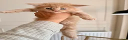 Maine Coon cats for sale: Stunning chunky Mainecoons  in Teignmouth - Advert 23
