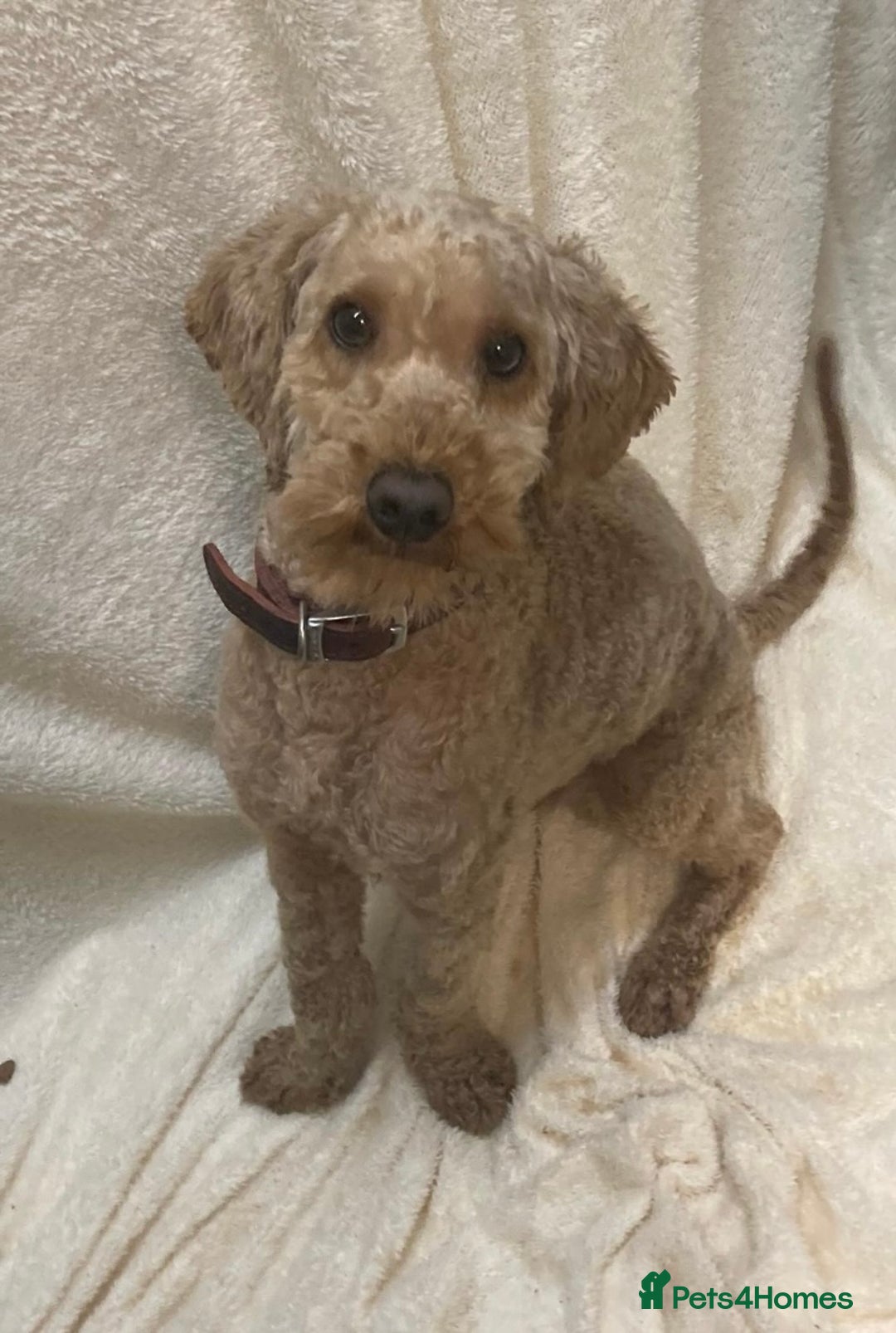 Cockapoo dogs for sale: CockerPoo  - Image 9