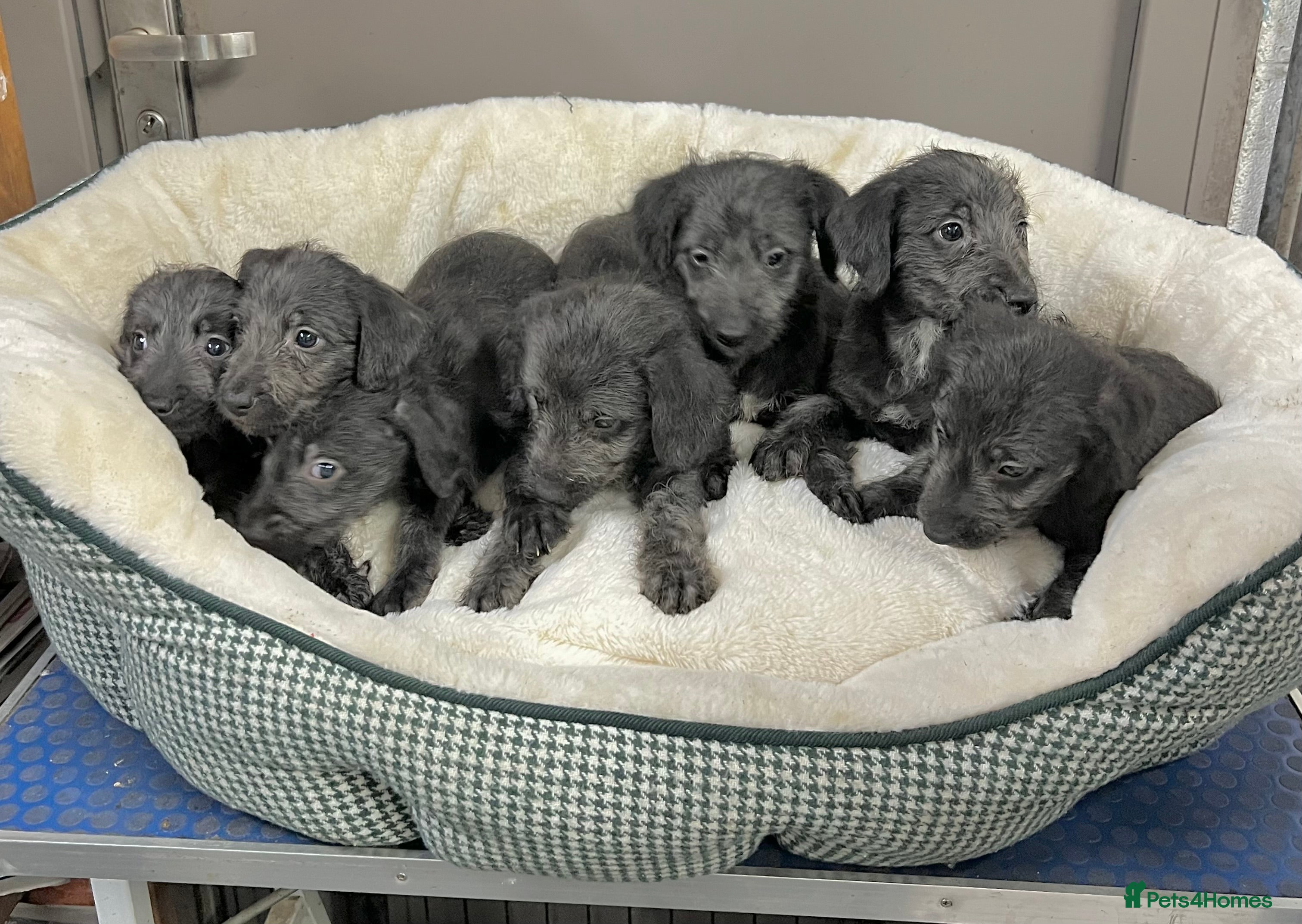 Bedlington Terrier dogs Top Quality F1 Bedlington x Whippet Puppies - Advert 1