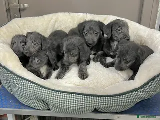 Bedlington Terrier dogs Top Quality F1 Bedlington x Whippet Puppies - Advert 1