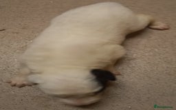 Border Collie dogs for sale: Border Collies for sale - Image 19