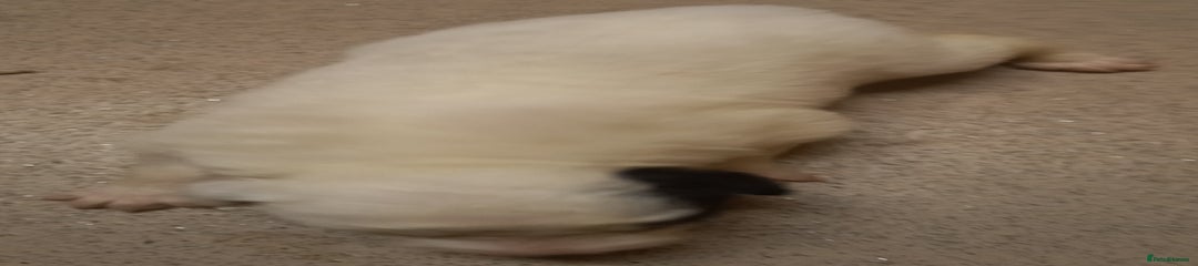 Border Collie Puppy 7