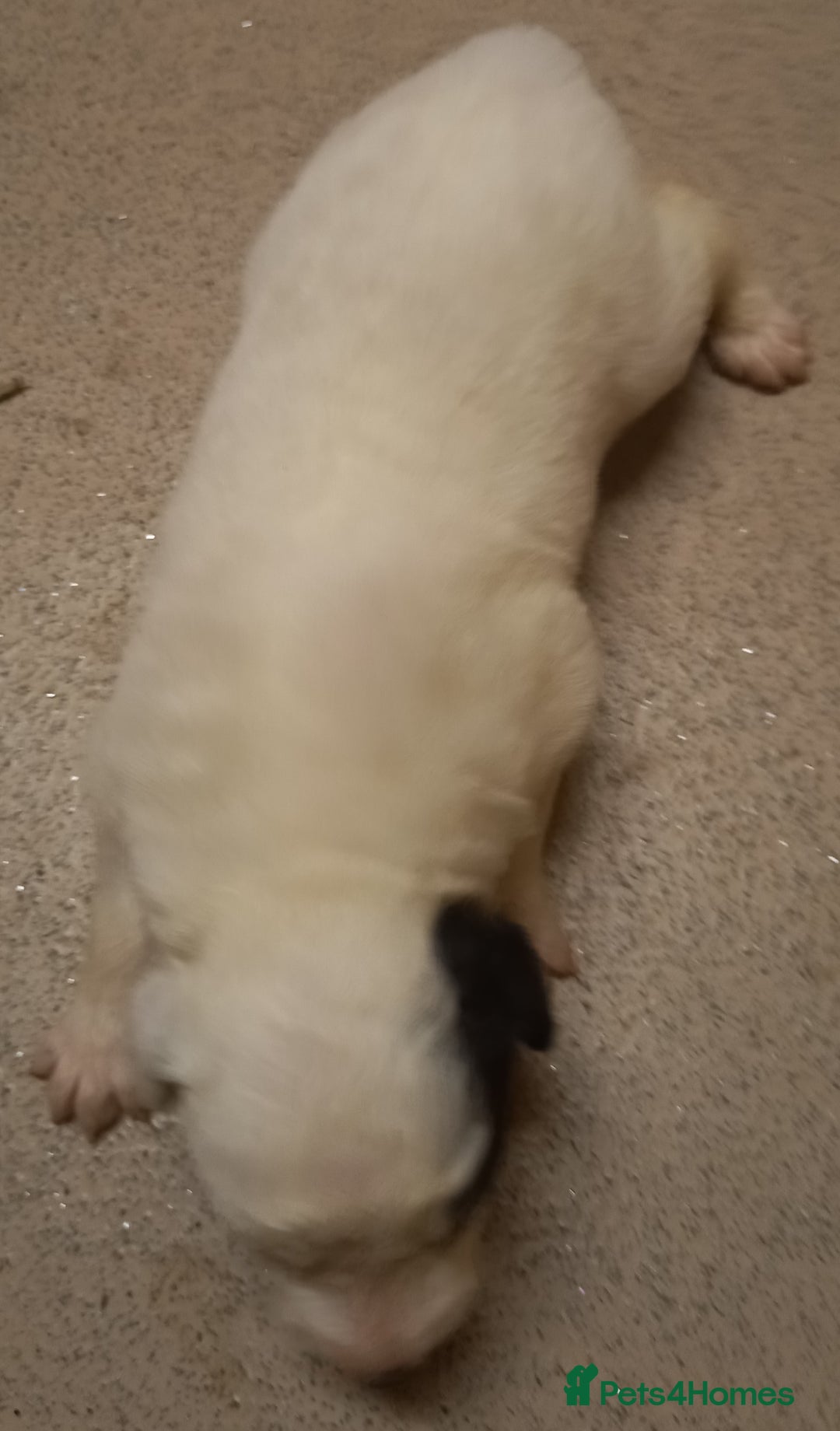 Border Collie dogs for sale: Border Collies for sale - Image 19