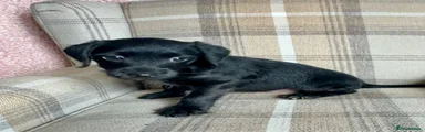Jackapoo 3
