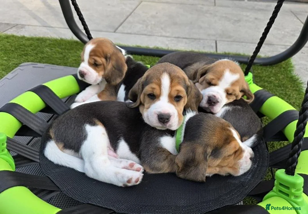 Beagle dogs for sale: Cloud-Soft Cuddles – Beagle Puppies for Sale in Liverpool - Advert 1