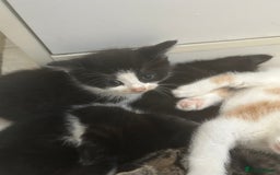 Mixed Breed cats for sale: Two male and three female kittens - Image 5