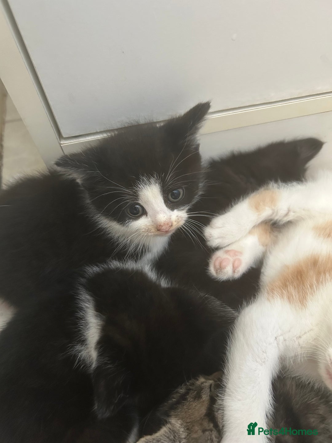 Mixed Breed cats for sale: Two male and three female kittens - Image 5
