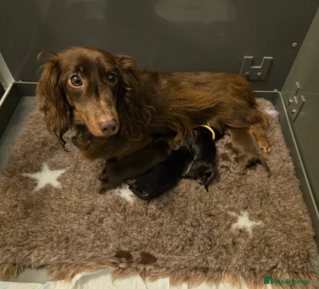 Miniature Dachshund dogs for sale: Adorable Miniature Long-Haired Dachshund Puppies  - Advert 11