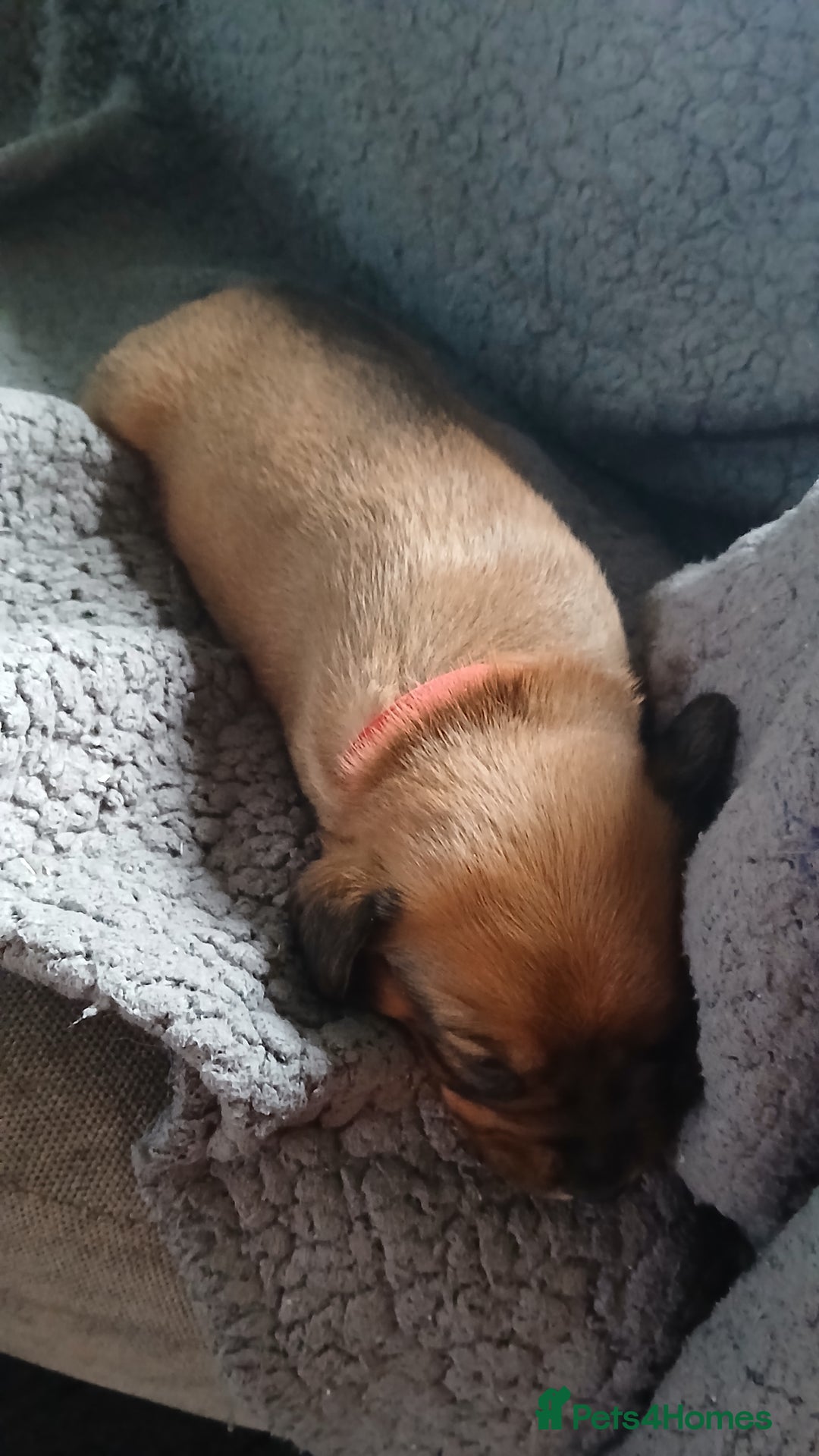 Mixed Breed dogs for sale: Patterpoo puppies - Advert 4