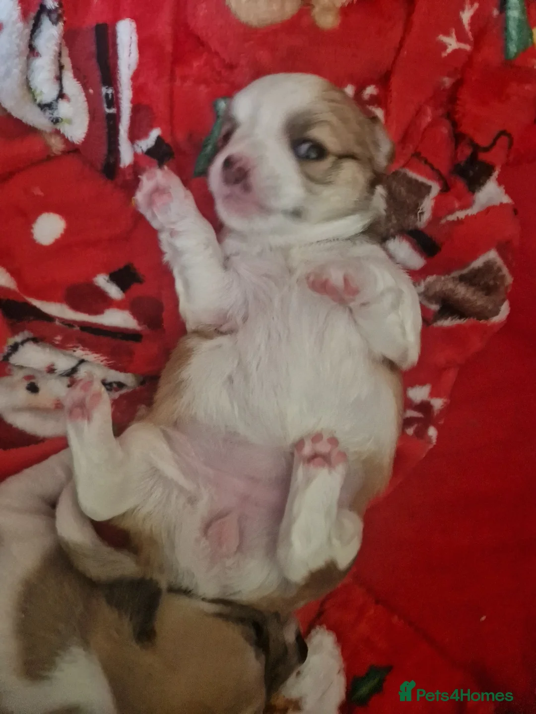 Chihuahua dogs for sale: Beautiful chihuahua pups in Manchester - Advert 10