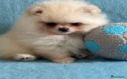 Pomeranian dogs for sale: Male Pomeranian  - Image 4
