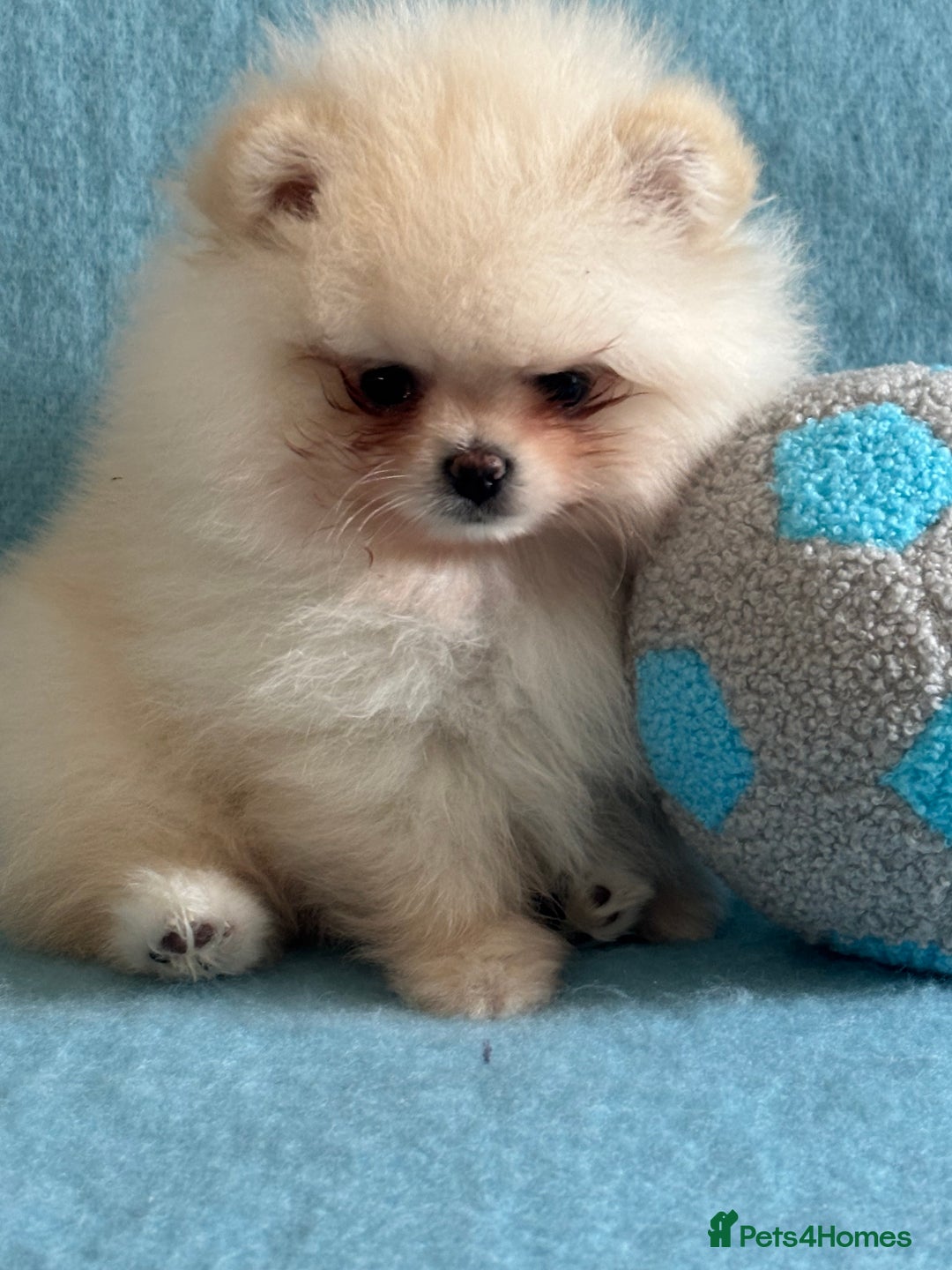 Pomeranian dogs for sale: Male Pomeranian  - Image 4