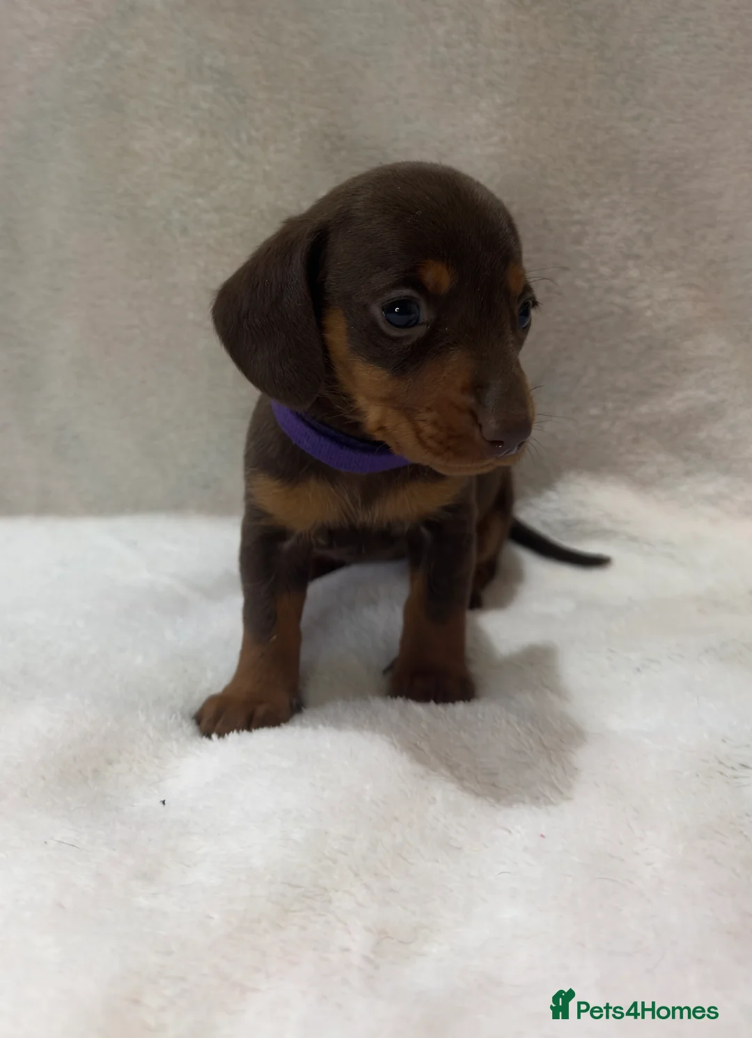 Dachshund dogs for sale: Kennel Club Registered & Health Tested - Advert 2