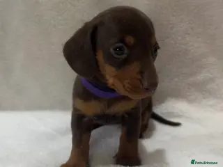 Dachshund dogs Kennel Club Registered & Health Tested - Advert 2