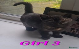 British Shorthair cats for sale: Ready to leave*bsh babies - Image 6