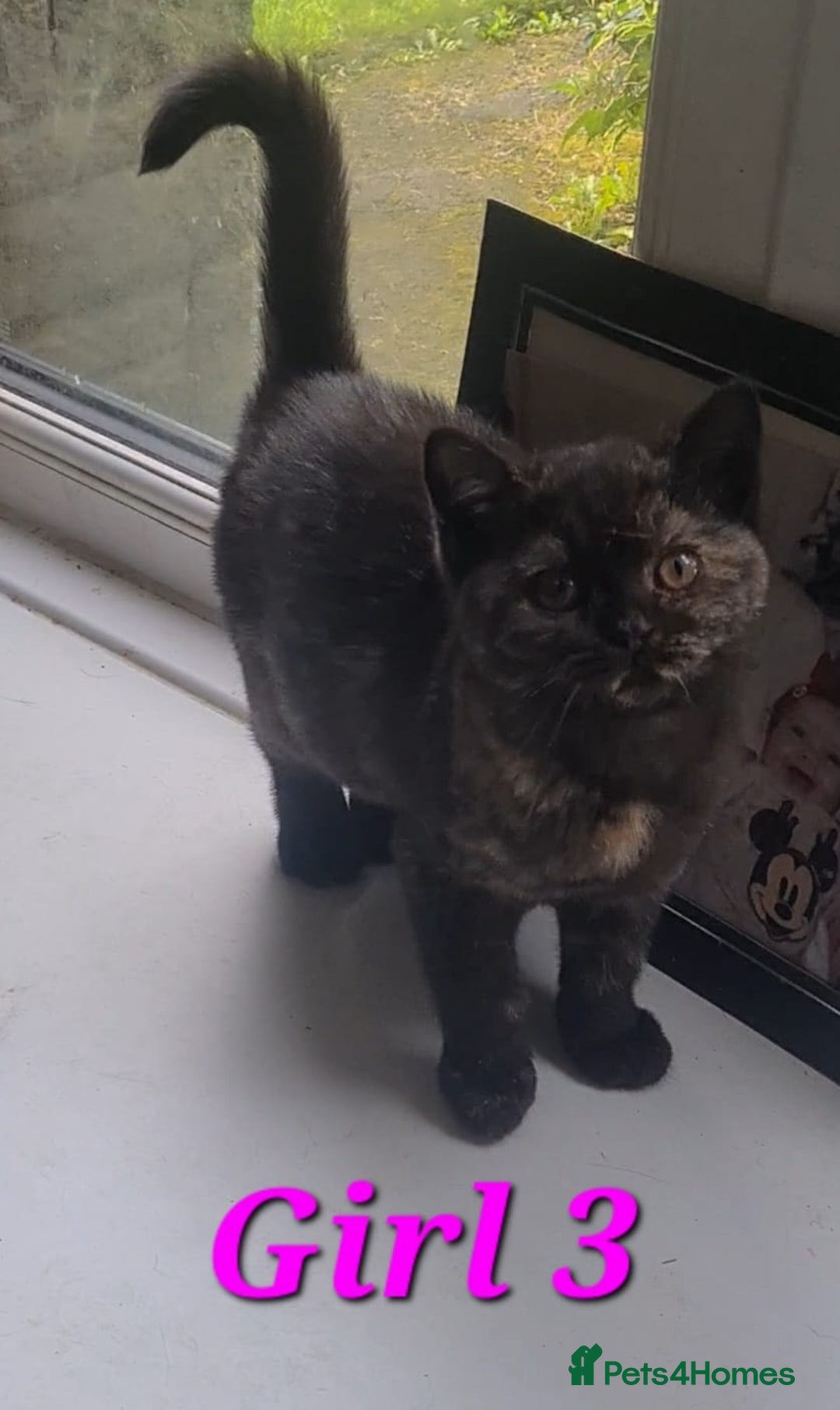 British Shorthair cats for sale: Ready to leave*bsh babies - Image 6