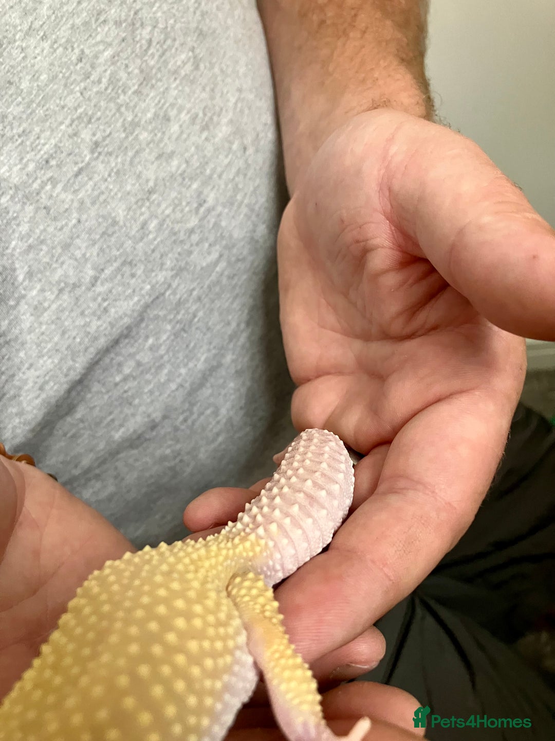 Leopard Gecko reptiles for sale: Albino leopard gecko  - Image 11