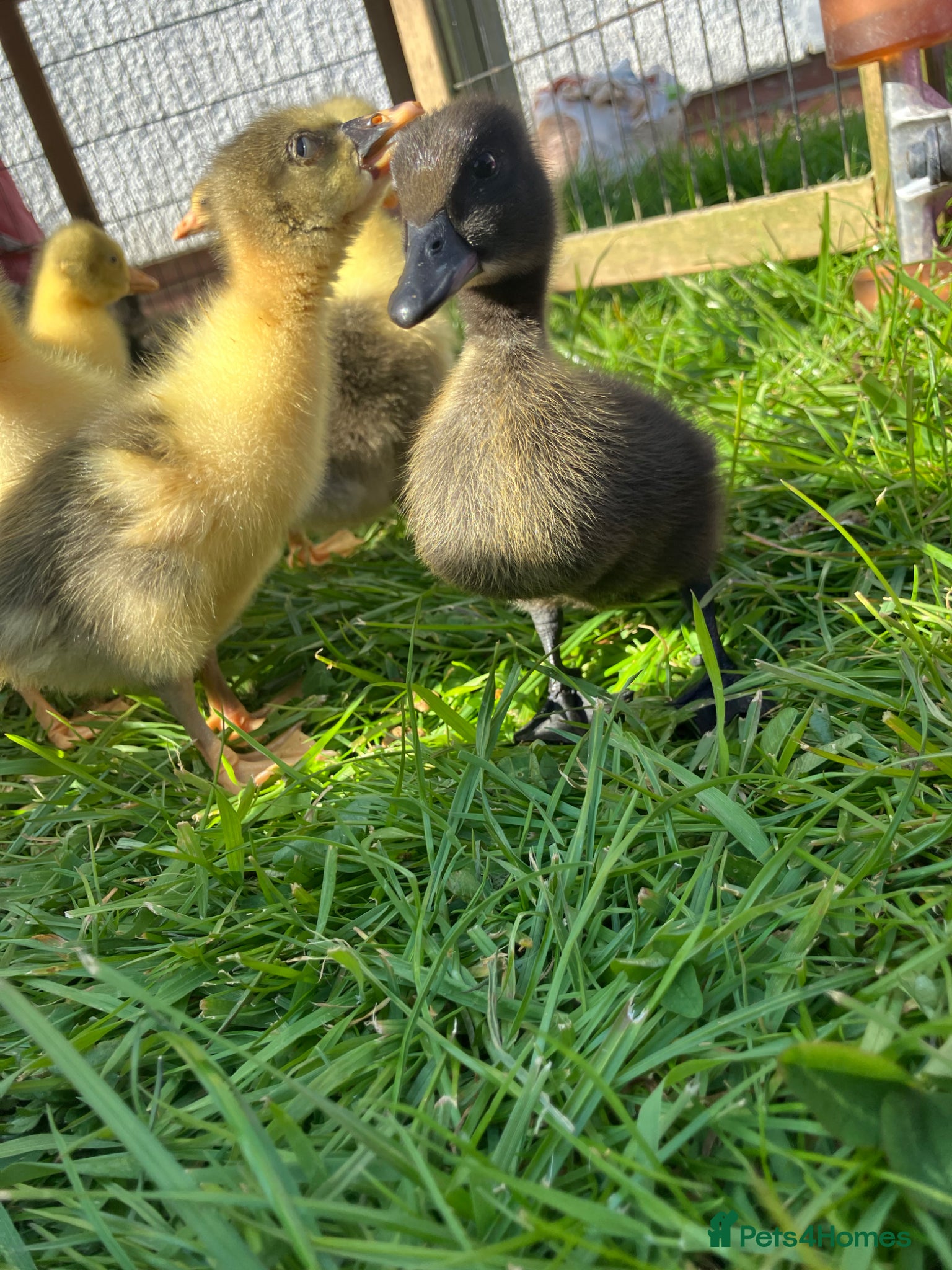 Ducks poultry Cayuga cross ducklings and farmyard type goslings - Advert 4