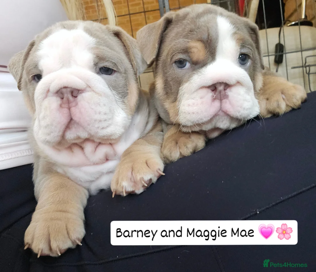 English Bulldog dogs for sale: Outstanding KC English Bulldogs, Top Quality Pups - Image 15