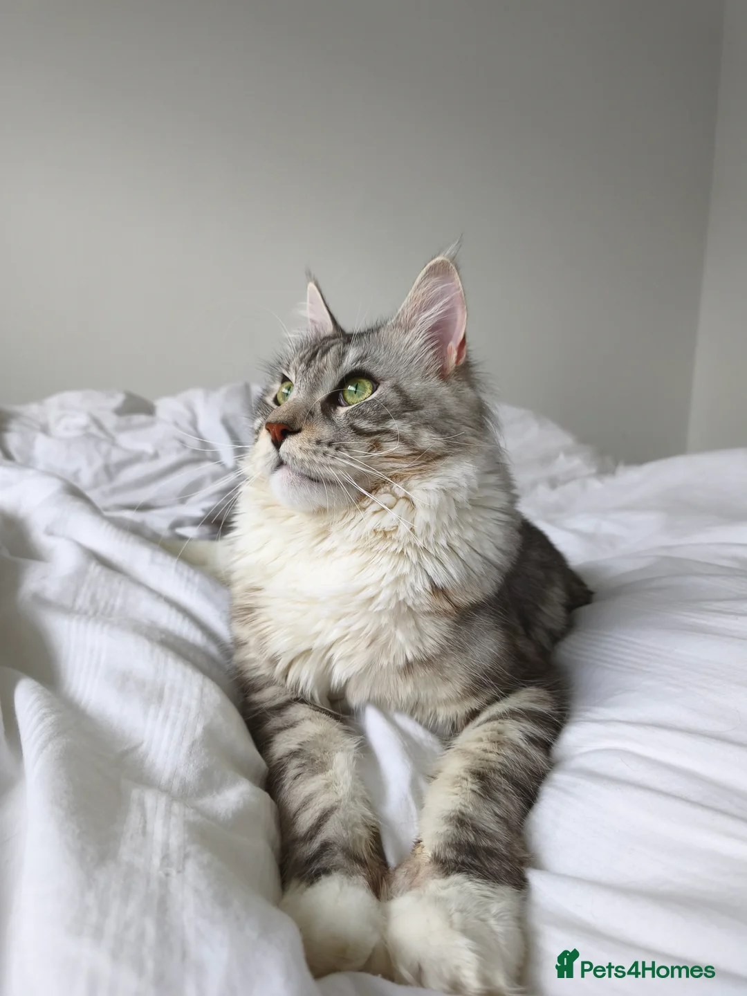 Maine Coon cats for stud: Oscar - Gentle Giant. - Advert 3