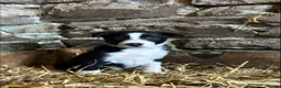 Border Collie dogs for sale: Beautiful Pedigree Border Collie Puppies - Advert 2