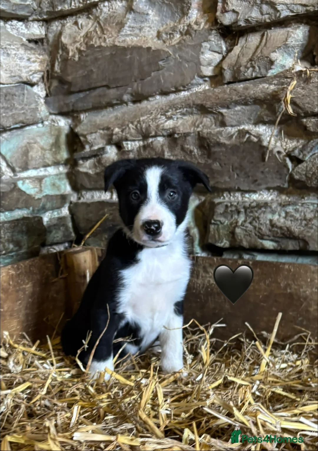 Border Collie dogs for sale: Beautiful Pedigree Border Collie Puppies - Advert 2