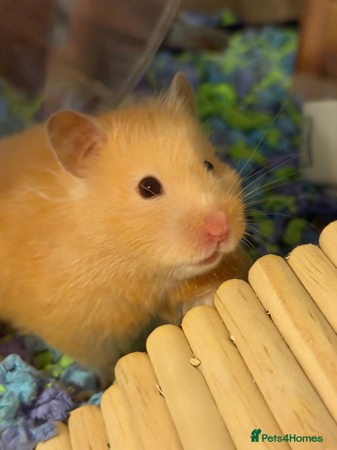 Hamster rodents for sale: Female hamster - Advert 1