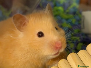 Hamster rodents Female hamster - Advert 1