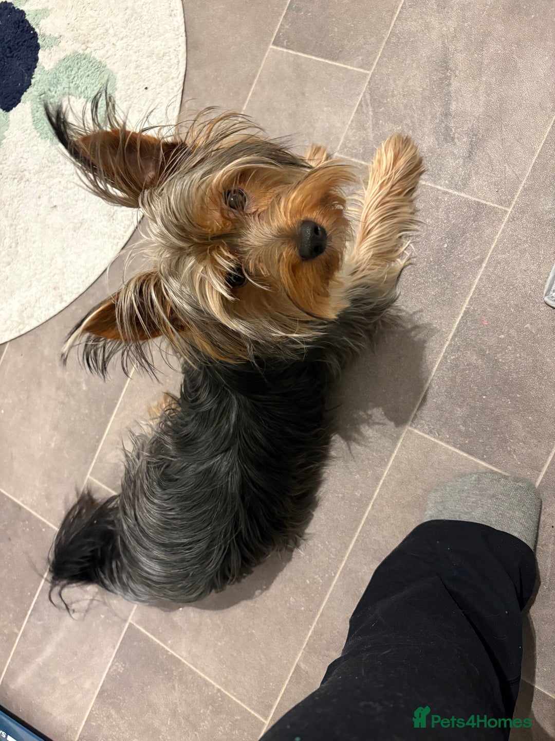 Yorkshire Terrier dogs for stud: For STUD - Advert 20