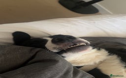 Border Collie dogs for sale: Koby the border collie  - Image 8