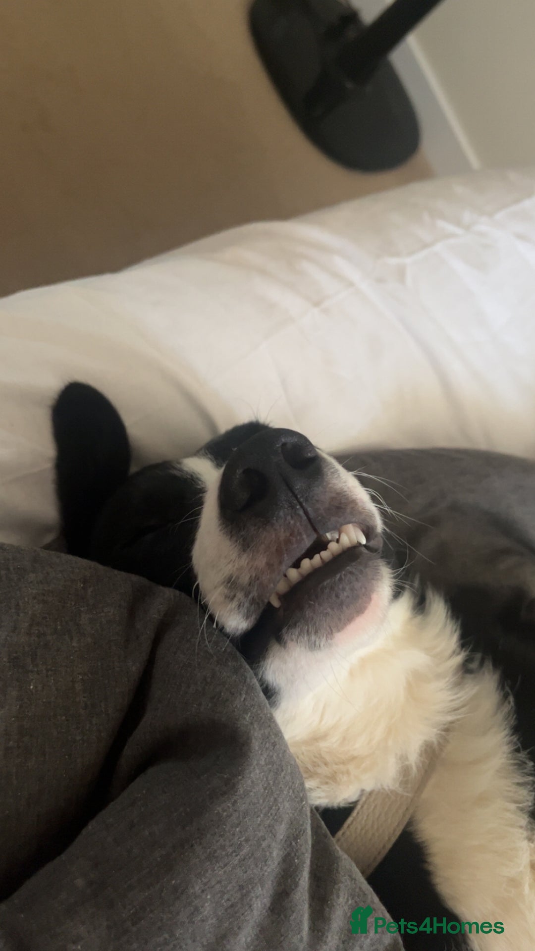 Border Collie dogs for sale: Koby the border collie  - Image 8