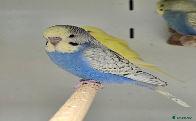 Budgerigars birds - Advert 1