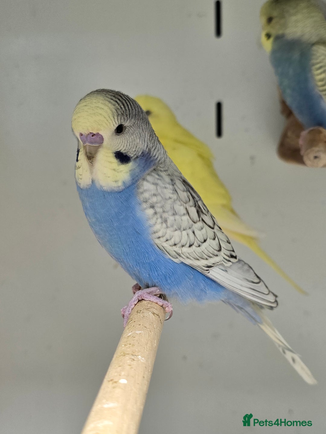 Budgerigars birds for sale: Beautiful Baby Budgies, lovebirds & Cockatiels!!! - Image 1