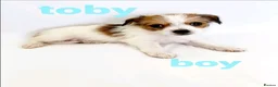 Mixed Breed dogs for sale: 11 Jack Russell x Chihuahua Puppies – 2 Litters - Advert 4