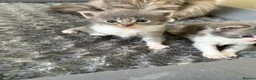 Maine Coon cats for sale: Maincoon kittens  - Advert 3