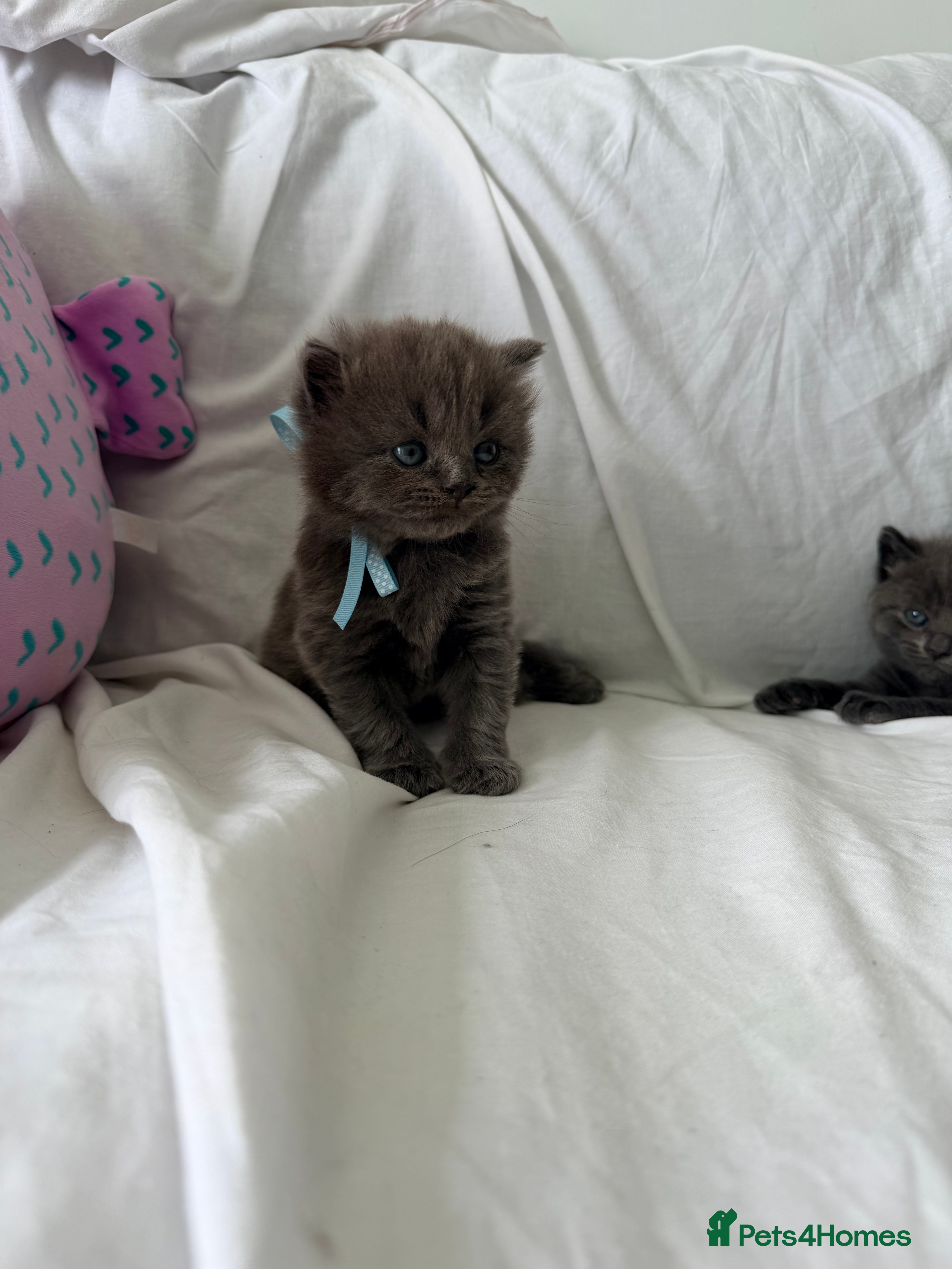 British Shorthair cats British Shorthair - Advert 10