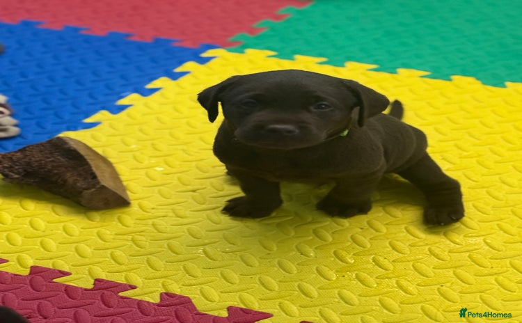 Labrador Retriever dogs - Advert 12