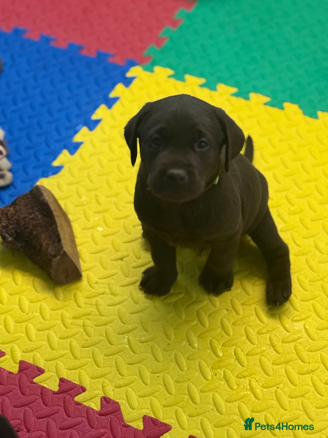 Labrador Retriever dogs for sale: Exceptional KC Chocolate Labrador Puppies - Image 5